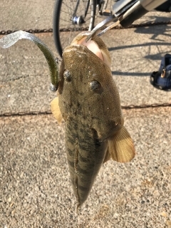 マゴチがコチーン！