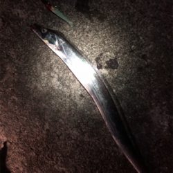 サメのちタチウオ