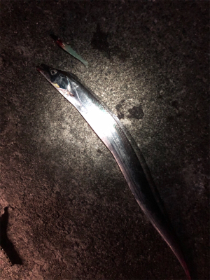 サメのちタチウオ