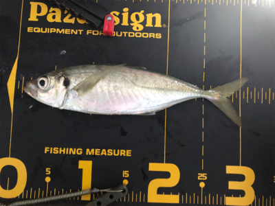 台風前にまた筏に‼þ…