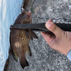 アジングと根魚