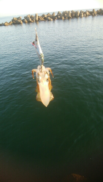 アオリイカ15超え！アナハゼ1匹！、カマス…