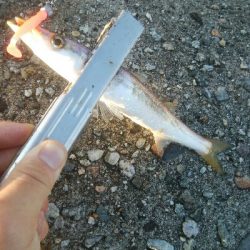 障泥烏賊7杯、キジハタ1、カマス1