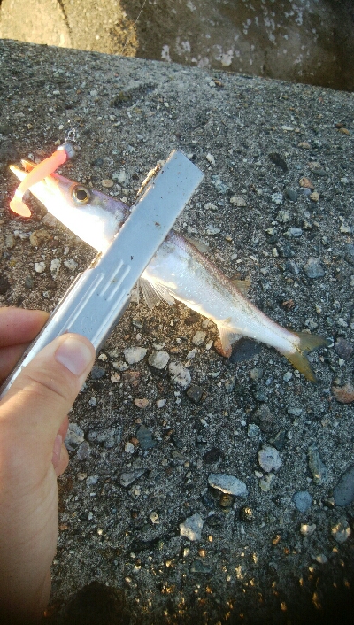 障泥烏賊7杯、キジハタ1、カマス1