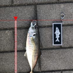 コスモスクエア釣果