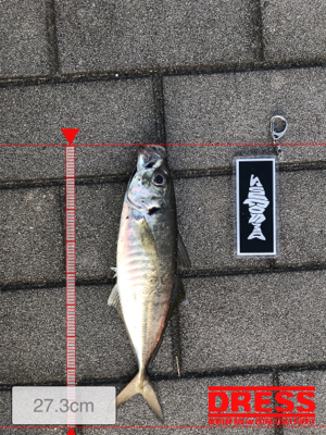 コスモスクエア釣果