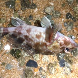 まあまあなガシラ