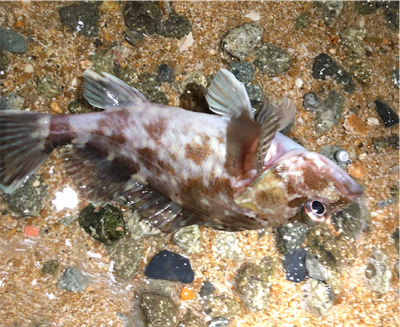 まあまあなガシラ