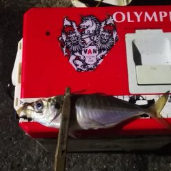 アジング 練習 184