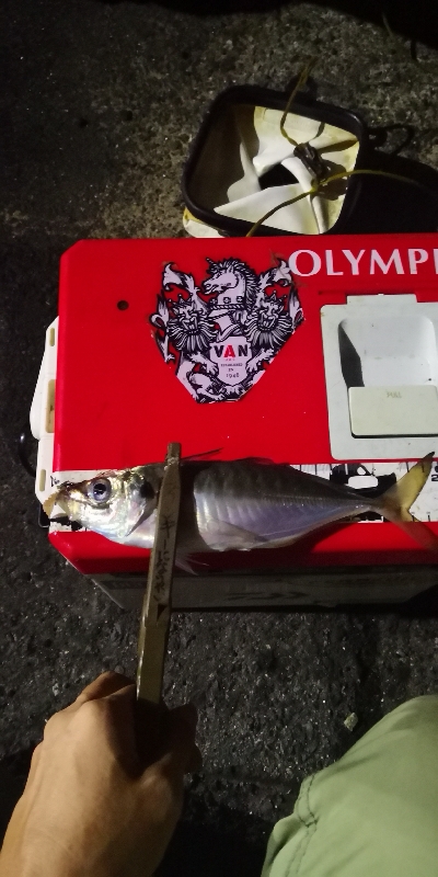 アジング 練習 184