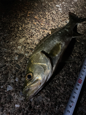 隣のアングラーさんは入れ食い状態に脱帽