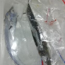 太刀魚。。。いない？