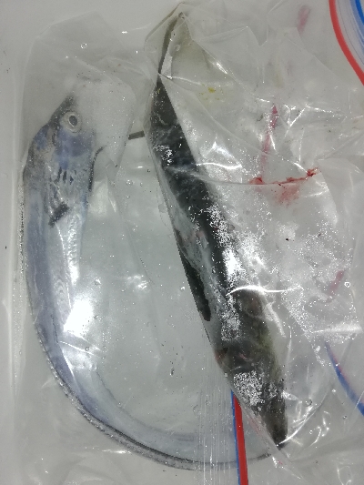 太刀魚。。。いない？