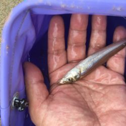 台風前のうねりの晴れ間に石ゴカイ投げ釣り