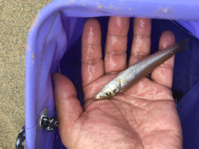 台風前のうねりの晴れ間に石ゴカイ投げ釣り