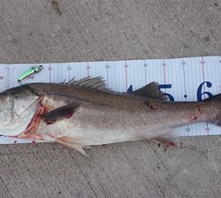 コスモスクエア釣果