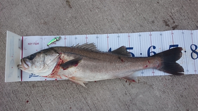 コスモスクエア釣果