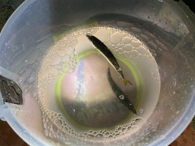 アジングしましたがサバだけ