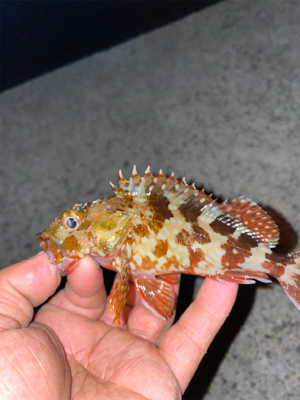 忙しい合間をぬって、、、