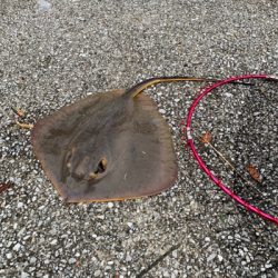 貝塚人工島水路でエーちゃん❗️