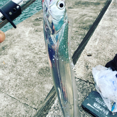 シーバス　太刀魚