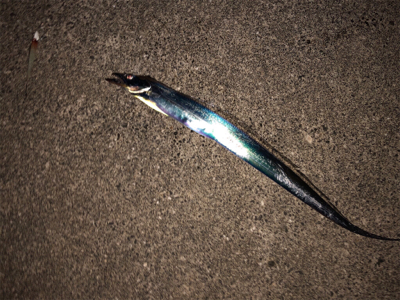 台風明けの一発狙い