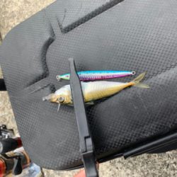 珍ゲスト 鯖の猛攻アジング