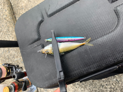 珍ゲスト 鯖の猛攻アジング