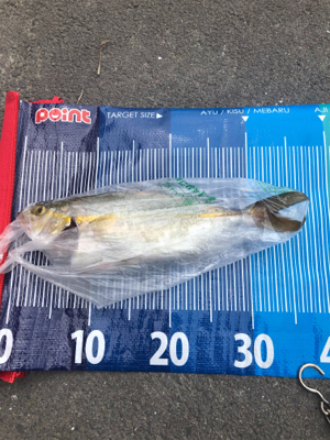 ネリゴが釣れたぞーヽ(^0^)ノ