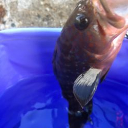 福江漁港にて根魚3匹