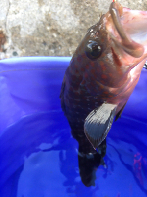 福江漁港にて根魚3匹