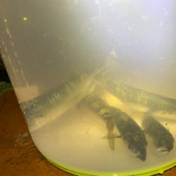 今日もアジ狙いでしたが、、、