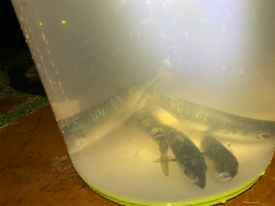 今日もアジ狙いでしたが、、、