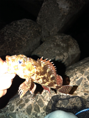 久々ライトゲーム