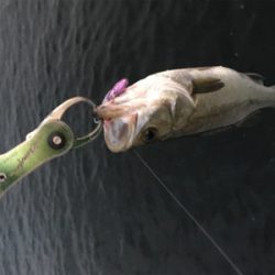 コスモスクエア釣果