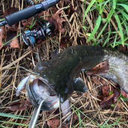 バスハスナマズ