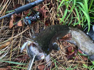 バスハスナマズ