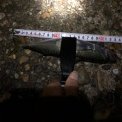 夜中からジギング