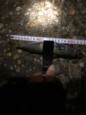 夜中からジギング