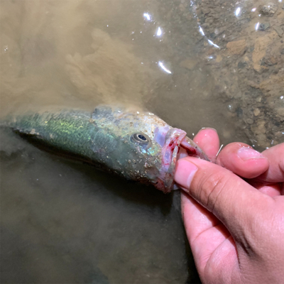 アクション大切