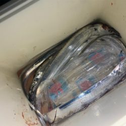 タチウオ釣れてます