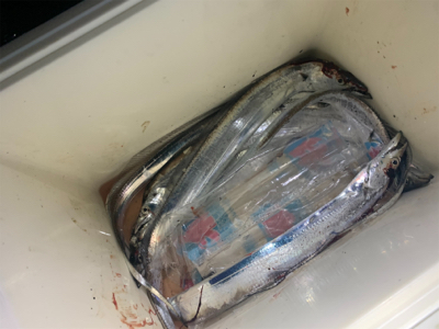 タチウオ釣れてます