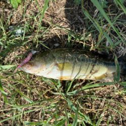 台風くるまではコバッチー祭り