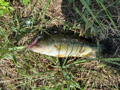 台風くるまではコバッチー祭り