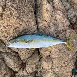 ロックショアジギング