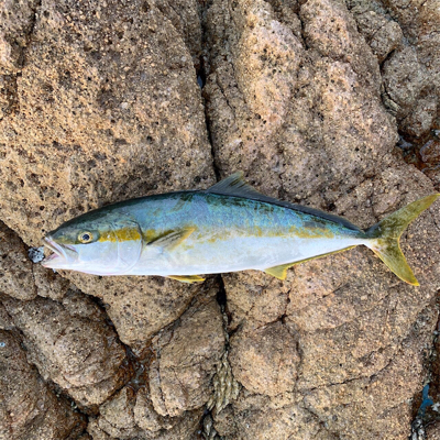 ロックショアジギング