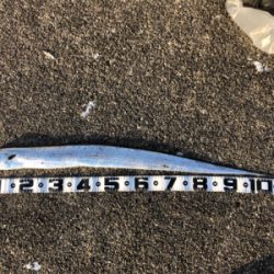 和田防新波止 魚種豊富