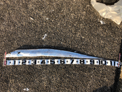 和田防新波止　魚種豊富