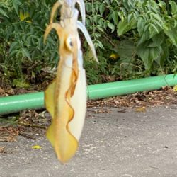 今年のアオリイカ新子釣り。