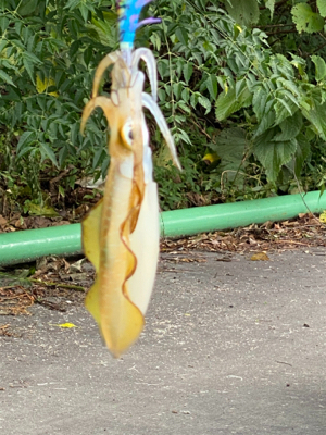 今年のアオリイカ新子釣り。